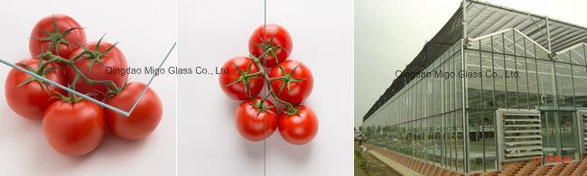 4mm Ultra Clear Float Glass for Vegetable Greenhouse Building